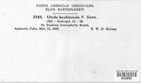Uredo bauhiniicola image